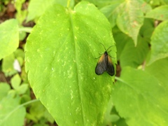 Pyromorpha dimidiata