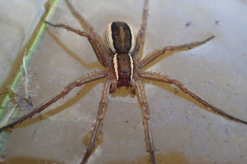 Dolomedes fontus