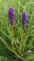 Dactylorhiza incarnata cruenta