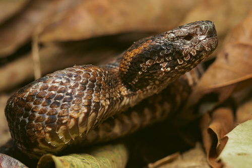 Photo of a Chinese Mountain Pit Viper (Ovophis monticola)