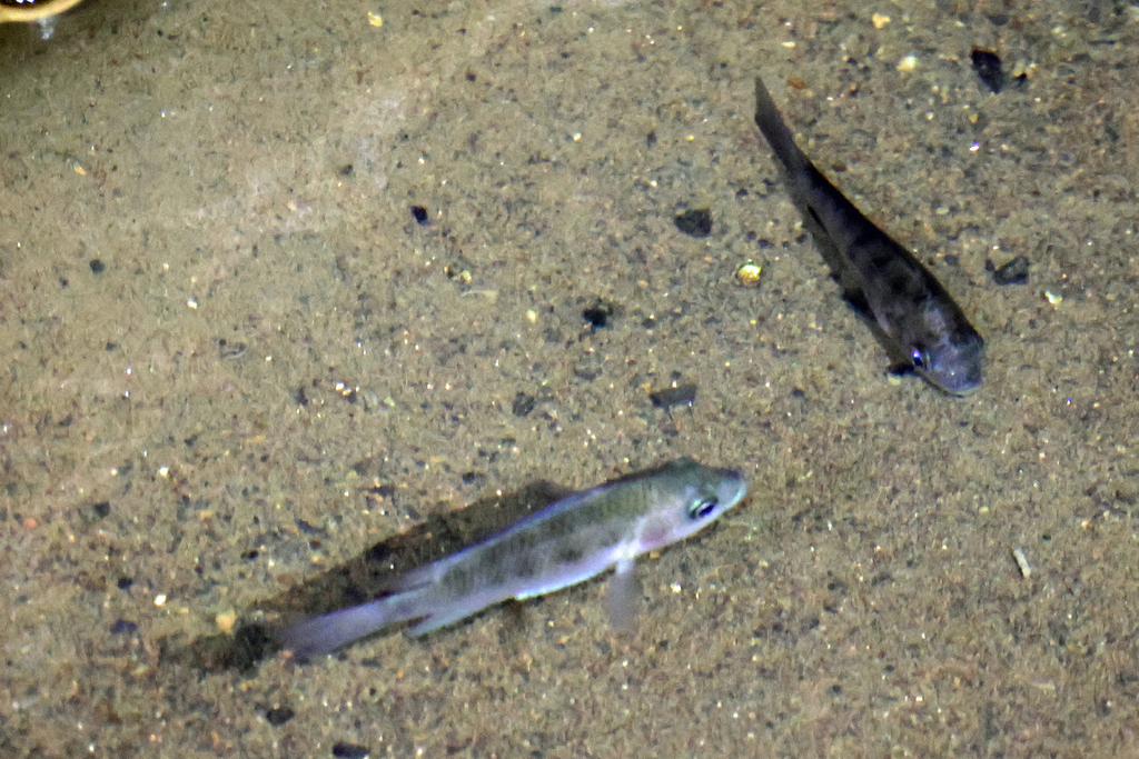 Madagascar cichlid (Ptychochromis oligacanthus) — Cichlidae