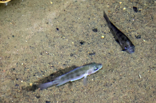 Madagascar cichlid (Ptychochromis oligacanthus) — Cichlidae