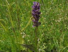 Dactylorhiza incarnata cruenta