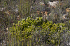 Leucadendron sorocephalodes