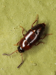 Tachinus corticinus