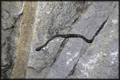 Lampropeltis alterna