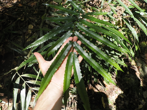 Akania bidwillii (Akania bidwillii)