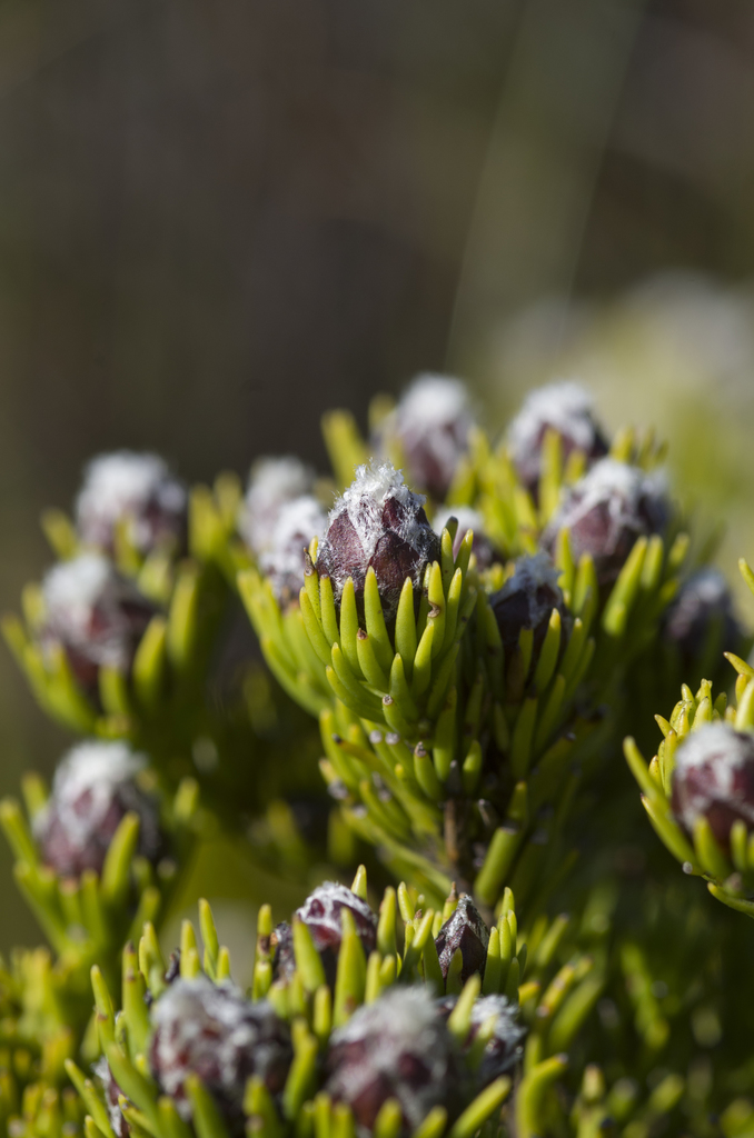 Woolly Conebush