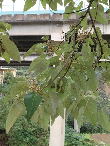 Paulownia elongata