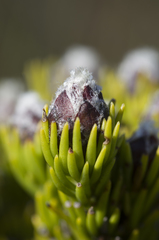 Leucadendron sorocephalodes
