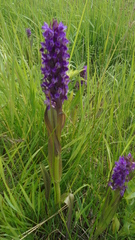 Dactylorhiza incarnata cruenta