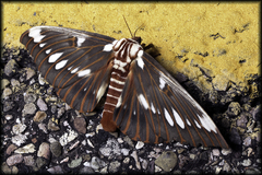 Citheronia splendens sinaloensis