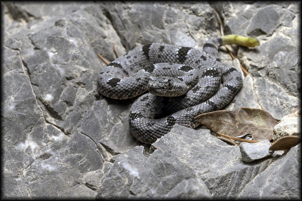 Banded Rock Rattlesnake in July 2016 by Bryan Box · iNaturalist