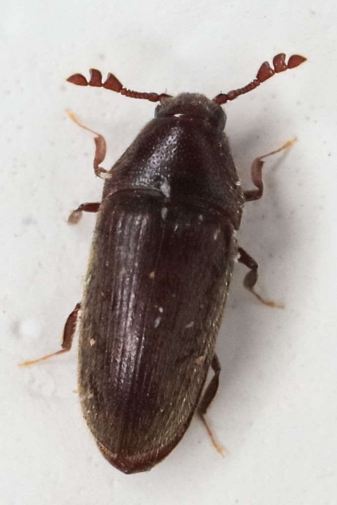 Trixagus meybohmi