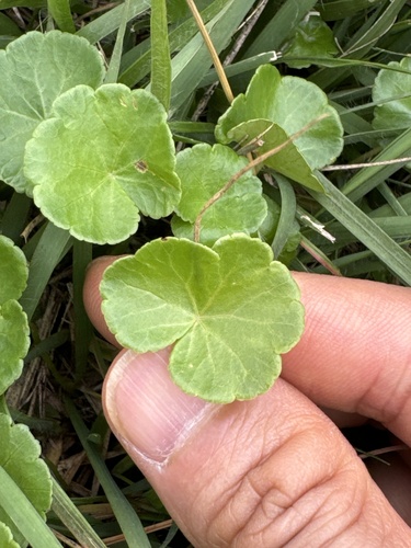 Image of Hydrocotyle sibthorpioides by (c) carex1002, some rights reserved (CC BY)