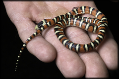 Lampropeltis pyromelana