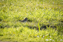 Anthus novaeseelandiae