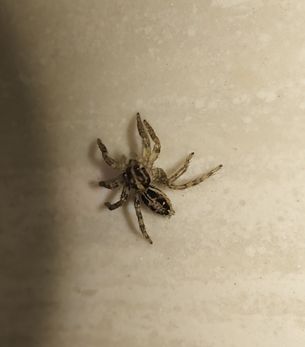 Pantropical Jumping Spider