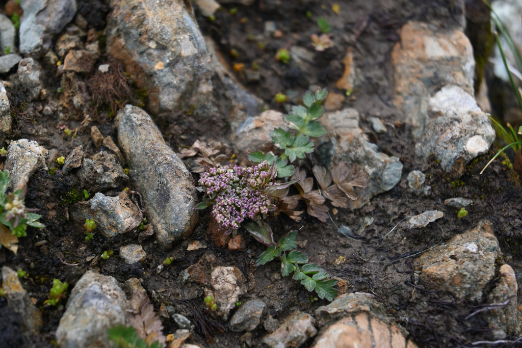 Hymenidium pulszkyi