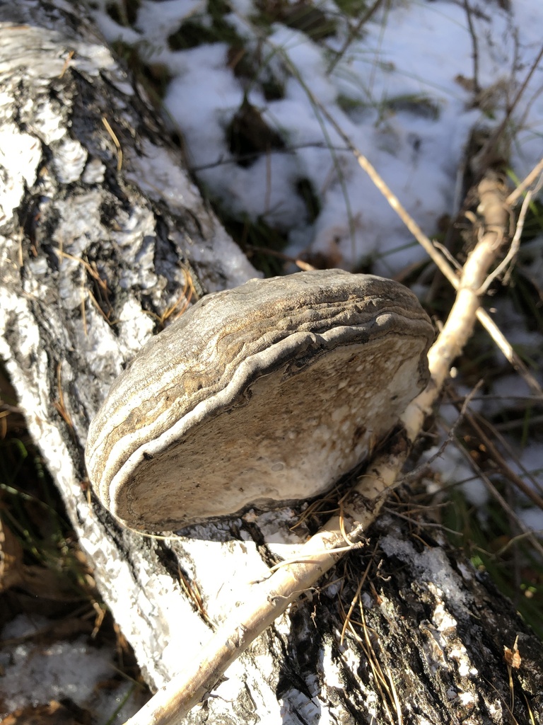 Fomes fomentarius · October 2024 · photo: © ro_ko (iNaturalist, cc-by)