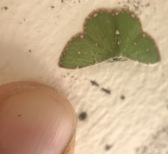 Argyrocosma consobrina