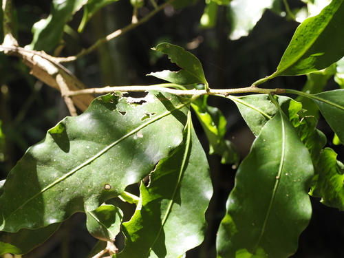 Image of Actephila mooreana by (c) Lucas Christofides, some rights reserved (CC BY)