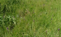 Dactylorhiza incarnata cruenta