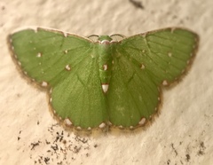 Argyrocosma consobrina