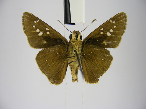 Pale Small-branded Swift