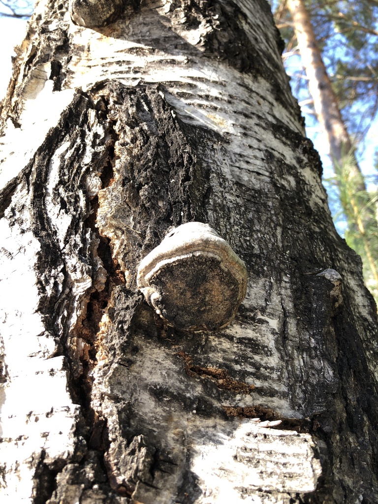 Fomes fomentarius · October 2024 · photo: © ro_ko (iNaturalist, cc-by)
