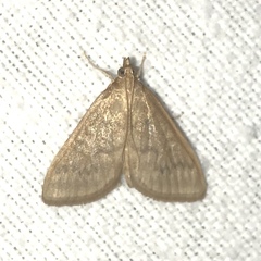 Saucrobotys futilalis