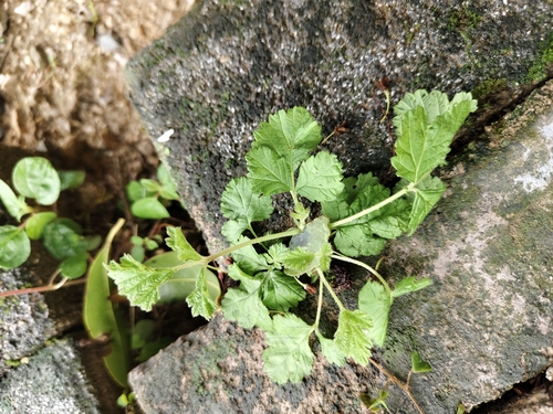 coriander