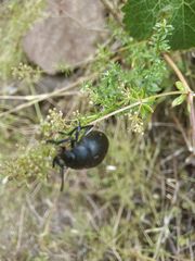 Timarcha tenebricosa