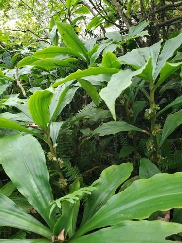 Amischotolype hispida observed 2024-10-18