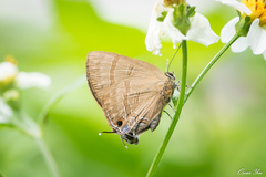 Rapala varuna formosana