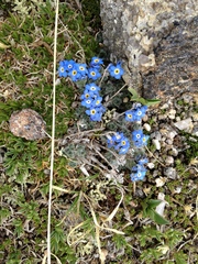 Eritrichium argenteum