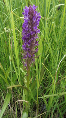Dactylorhiza incarnata cruenta