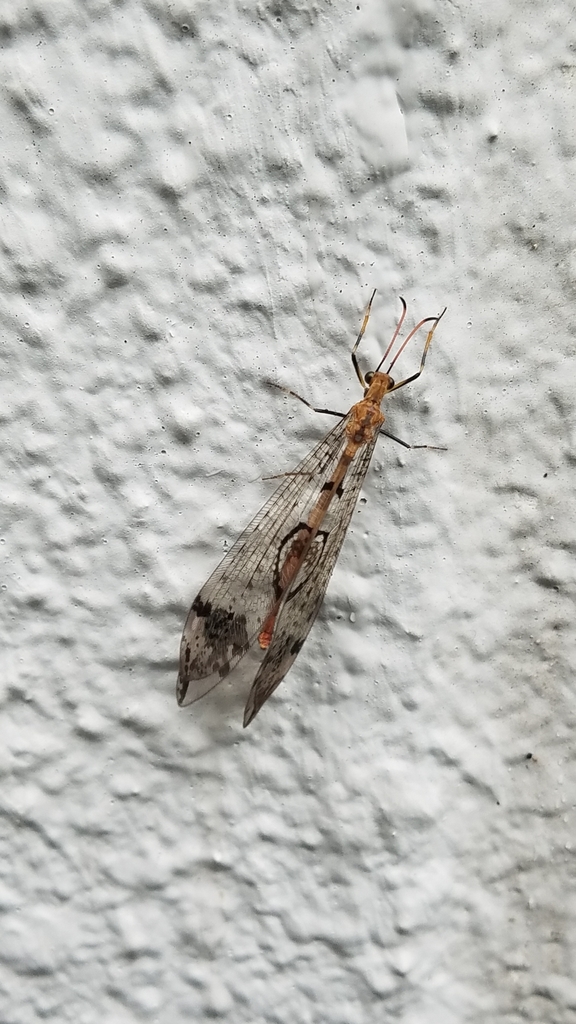 Dendroleon pupillaris