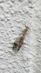 Dendroleon pupillaris