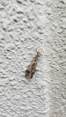 Dendroleon pupillaris