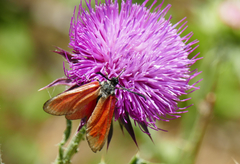 Zygaena rubicundus