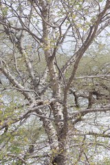 Acacia nigrescens image