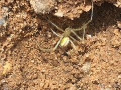 Enoplognatha ovata