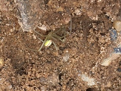 Enoplognatha ovata