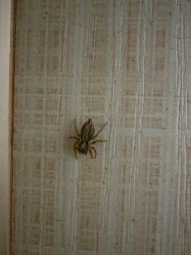 Plexippus setipes