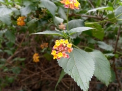 Lantana camara image