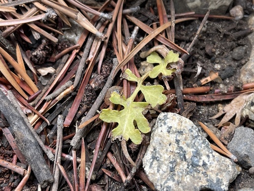 Pedicularis semibarbata var. semibarbata