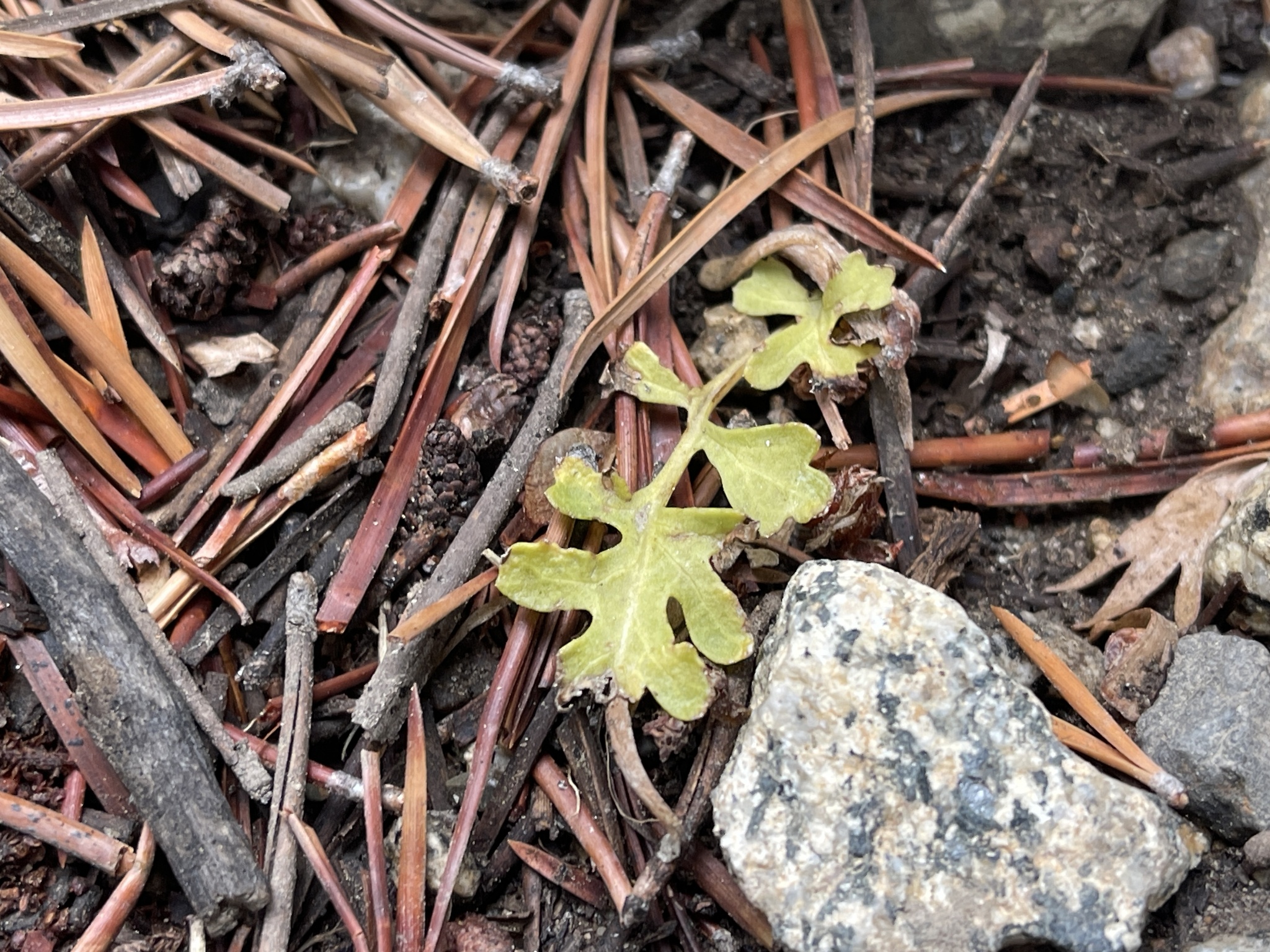 Pedicularis semibarbata var. semibarbata