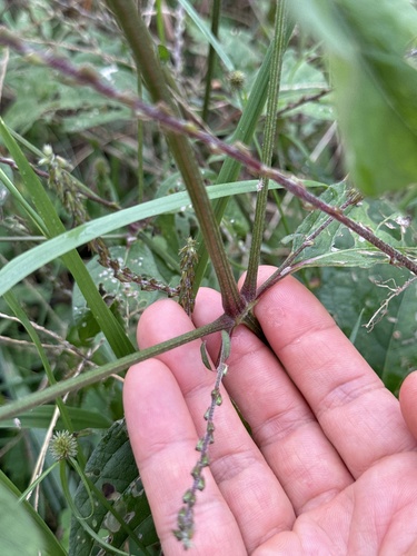 Image of Achyranthes bidentata by (c) carex1002, some rights reserved (CC BY)