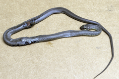 Coluber constrictor oaxaca